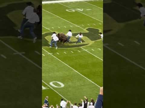 Here Comes Ralphie: Colorado Mascot Runs Before Baylor Game
