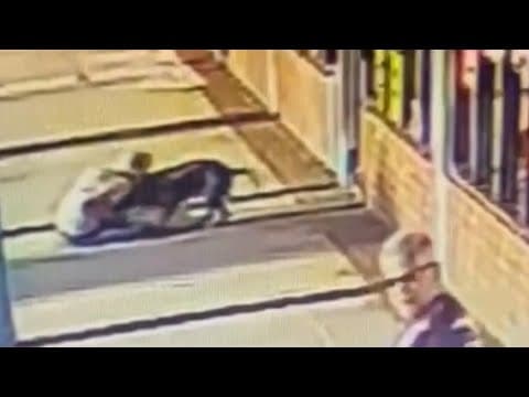 70-year-old Florida woman bites pit bull during attack on her dog