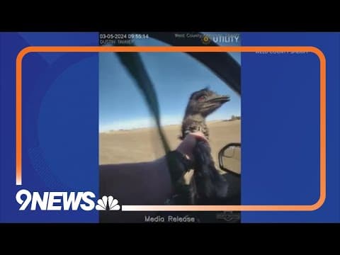 Colorado deputy wrangles escaped emu named Buddy