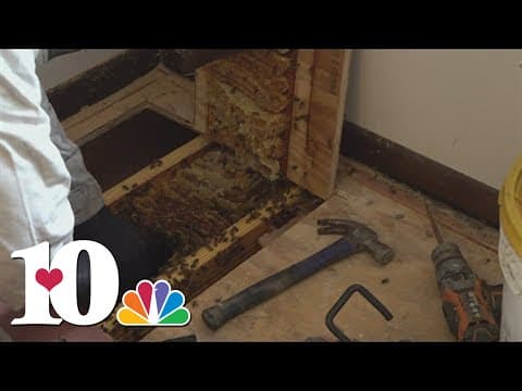 Beekeeper sees more bees in homes as weather warms