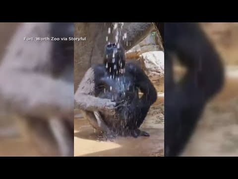 Gorilla at Fort Worth Zoo beats the heat with a cool shower