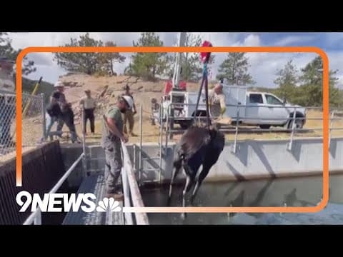 Wildlife team rescues moose from Estes Park canal