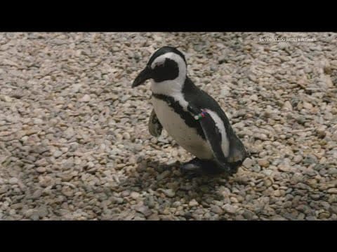 New shoes give adored San Diego Zoo penguin another chance to thrive