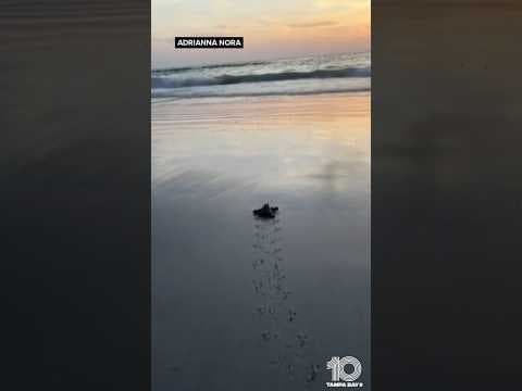 Baby sea turtle released into water at Pass-a-Grille Beach in Florida after Hurricane Idalia