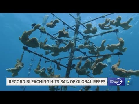 World's coral reefs facing worst bleaching event on record