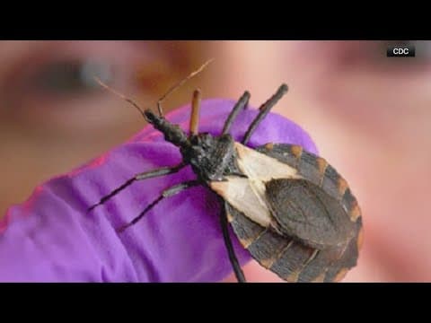 How Chagas Disease and the 'kissing bug' invade your bloodstream