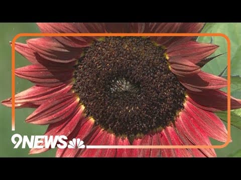 Unique plants to grow in your garden from seed