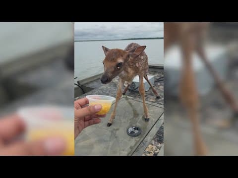 North Texan saves baby deer from drowning in Lake Lewisville on Memorial Day
