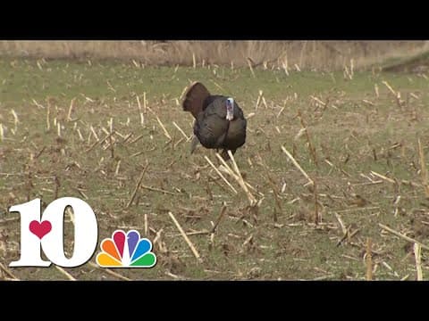 Turkey hunting season opens Saturday in Tennessee