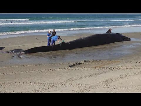 How did a 52-foot fin whale end up dead on a California beach?