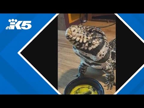 'Gator of Granite' turns out to be escaped pet lizard named Tazz
