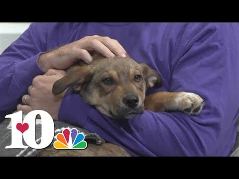 Pet of the Week: Keaton