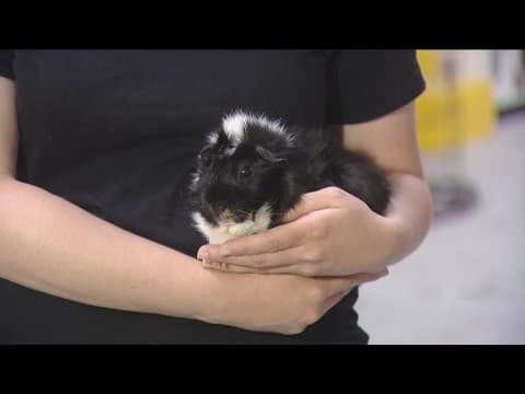 Questions remain about what happened to 250 small animals transported to Humane Society of Southern