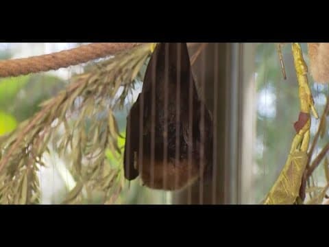 Zoo Day | Meet the Rodrigues fruit bat