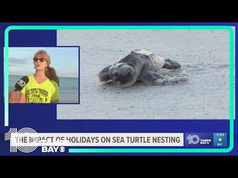 Fourth of July celebrations can negatively affect sea turtle nesting