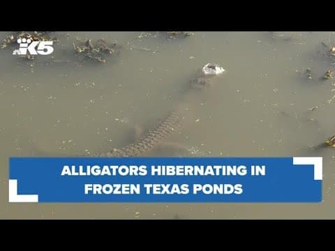 Alligators hibernating in frozen Texas ponds