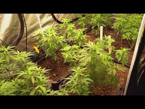 Karns man files lawsuit for hemp seizure