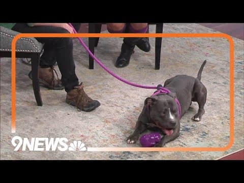 Petline9 | Caboose needs a forever home