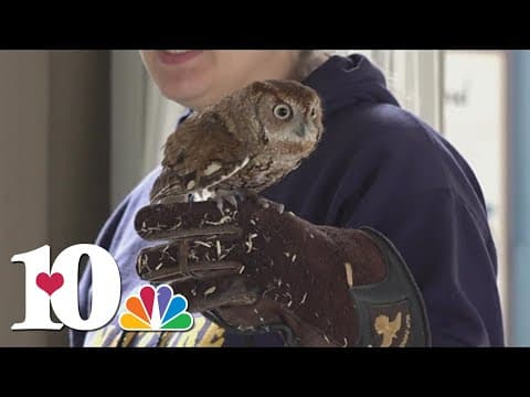 Locals gather to paint with Jack the owl at Ijams