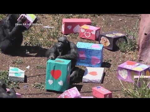 Chimpanzees have joint birthday party