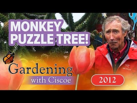 THE MONKEY PUZZLE TREE! Understanding the Ancient Conifer! | Gardening With Ciscoe | Full Episode