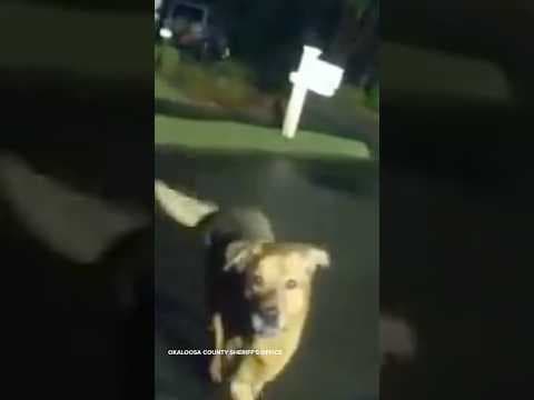 Bodycam captures moment when hero dog saves grandma