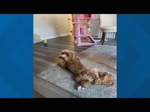 Dog reunited with owner after being stolen at gunpoint