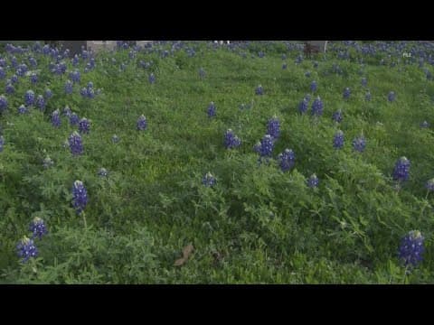 Why bluebonnet season may be underwhelming compared to last year