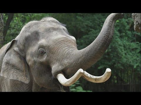Raja the elephant, a big draw at the St. Louis Zoo, is moving to Columbus to breed