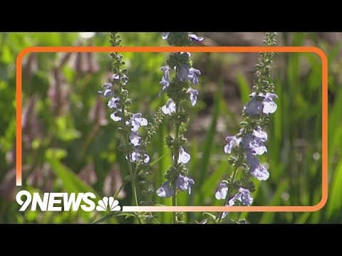 Inspiration for a climate-friendly yard