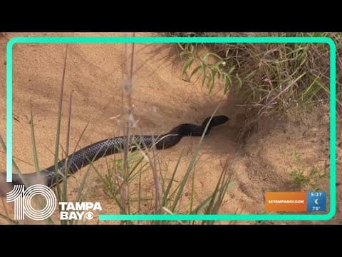 Snakes released to improve ecosystem