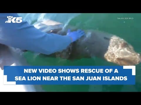 Sea lion rescued near San Juan Islands