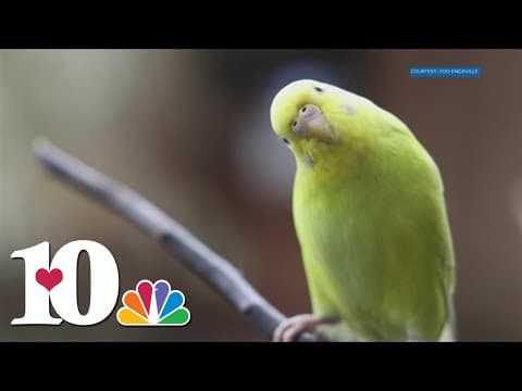 Zoo Knoxville: Name a parakeet after your mom for Mother's Day