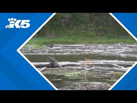 DNR set to move forward with salmon restoration work at Whiteman Cove