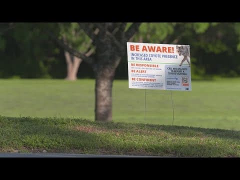 Several coyotes spotted near White Rock Lake, sparking discussions