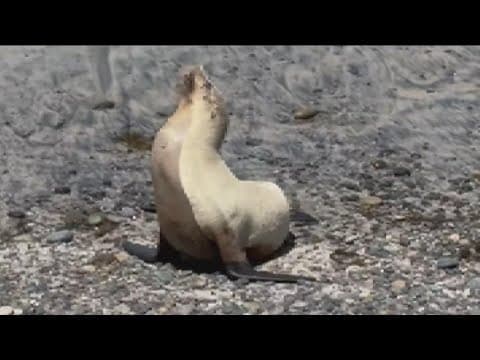 Sea World takes in sick sea lion in Carlsbad