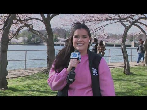 Windy day for Tidal Basin cherry blossoms