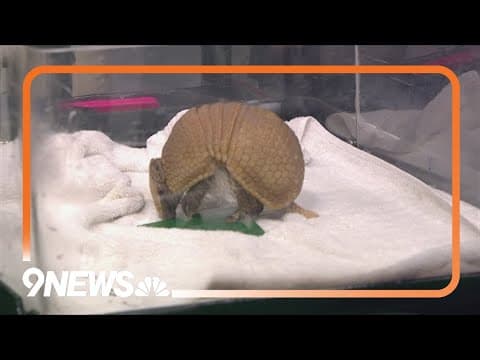 Armadillos live at Denver's Downtown Aquarium