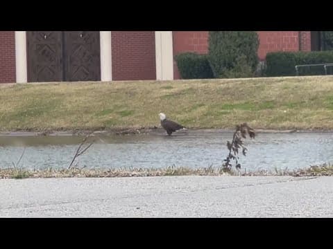 Bald Eagle spotted in New Orleans