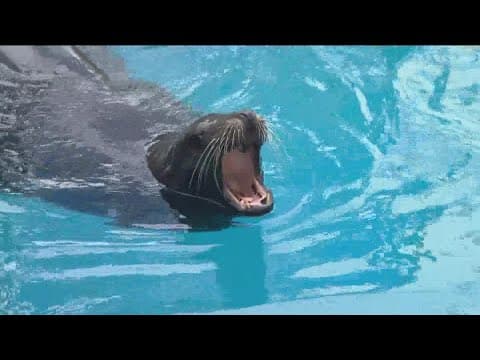 SeaWorld San Diego’s popular 'Inside Look' event is back this weekend