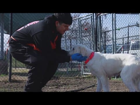 Tailwaggers: Meet Cindee