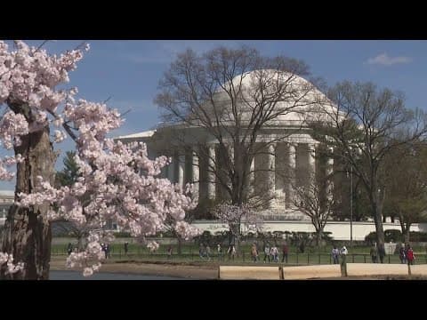 It's a near record year for the Cherry Blossoms at the Tidal Basin