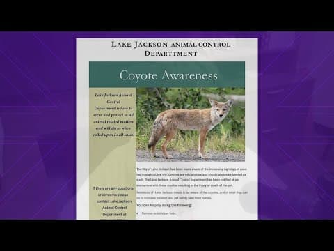 'Urban coyote' spotted in Lake Jackson | What to do if you see it