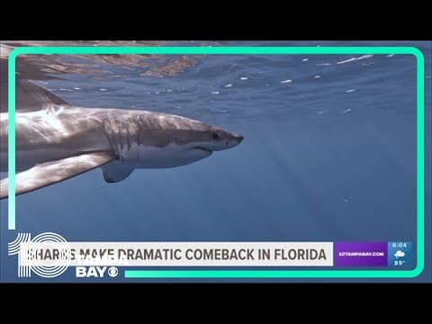 Sharks, including great whites, making dramatic comeback in the Gulf of Mexico