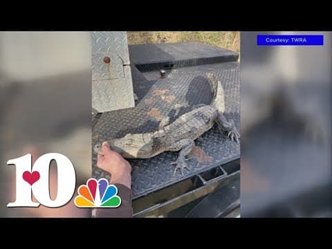 TWRA: Angler reels in alligator at least 3 feet long from East Tennessee lake