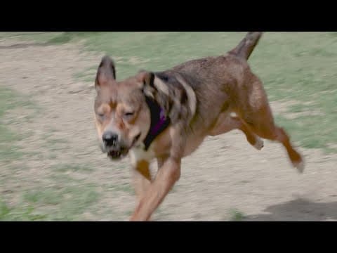 SPCA of Texas looking to find Brynn a forever family