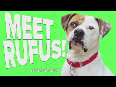 Pet Rescue of the Week: Rufus