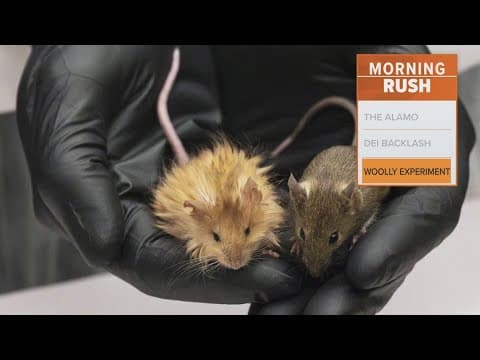 Dallas biotech company successfully creates woolly mouse