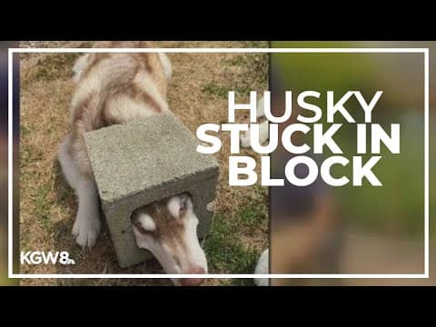 Firefighters help dog with head stuck in block