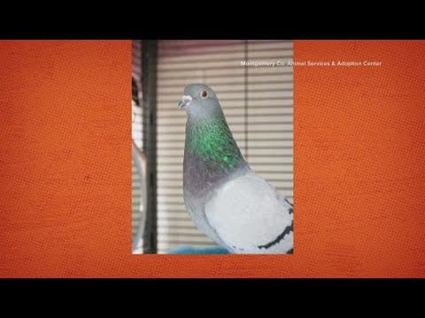 Montgomery County pigeon looking for a forever home | Get Uplifted